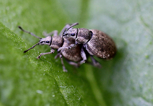 20100525 4494Mw [D~LIP] Rüsselkäfer (Attactagenus plumbeus), Bad Salzuflen