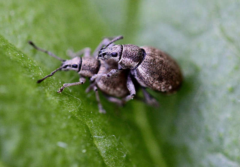 20100525 4494Mw [D~LIP] Grauer Knospenrüssler (Peritelus sphaeroides), Bad Salzuflen