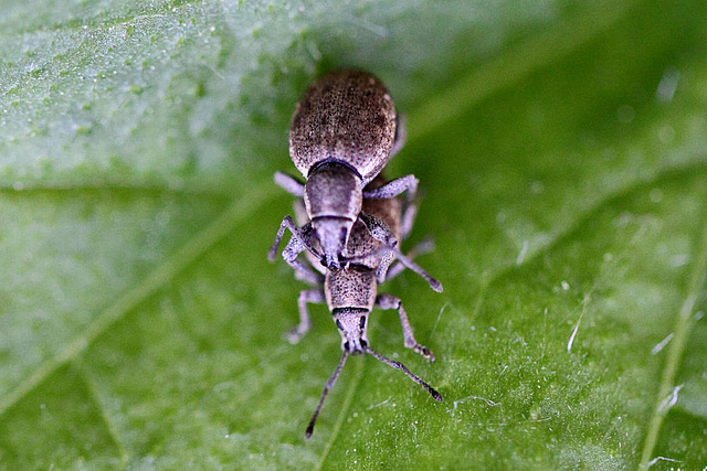 20100525 4490Mw [D~LIP] Grauer Knospenrüssler (Peritelus sphaeroides), Bad Salzuflen