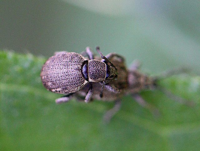 20100525 4512Mw [D~LIP] Grauer Knospenrüssler (Peritelus sphaeroides), Bad Salzuflen