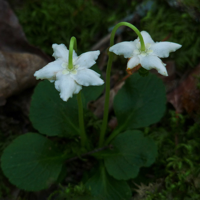 One-flowered Wintergreen