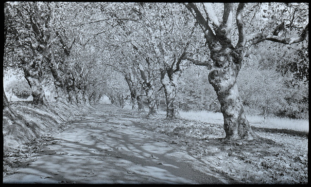 Sycamores