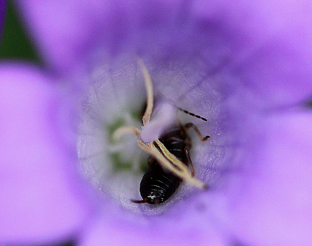20100608 5115Mw [D~LIP] Glockenblume, Ohrwurm, Bad Salzuflen