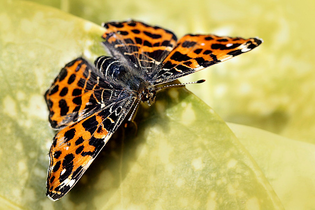 Vanessa (Araschnia) Levana  sur aucuba