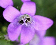 20100608 5128Mw [D~LIP] Glockenblume, Ohrwurm, Bad Salzuflen