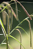 20100525 4503Mw [D~LIP] Große Segge (Carex pendula) [Hängende Segge], Bad Salzuflen