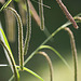 20100525 4503Mw [D~LIP] Große Segge (Carex pendula) [Hängende Segge], Bad Salzuflen