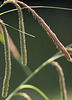 20100525 4504Mw [D~LIP] Große Segge (Carex pendula) [Hängende Segge], Bad Salzuflen