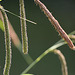 20100525 4504Mw [D~LIP] Große Segge (Carex pendula) [Hängende Segge], Bad Salzuflen