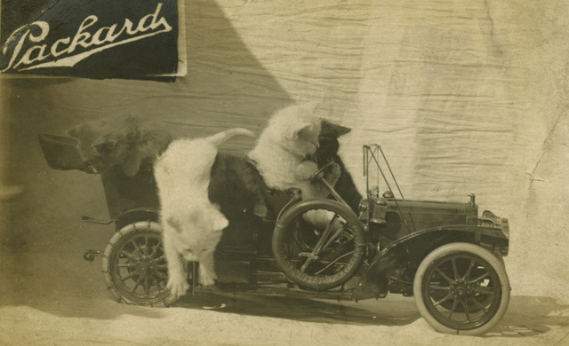 Packard Car Cats