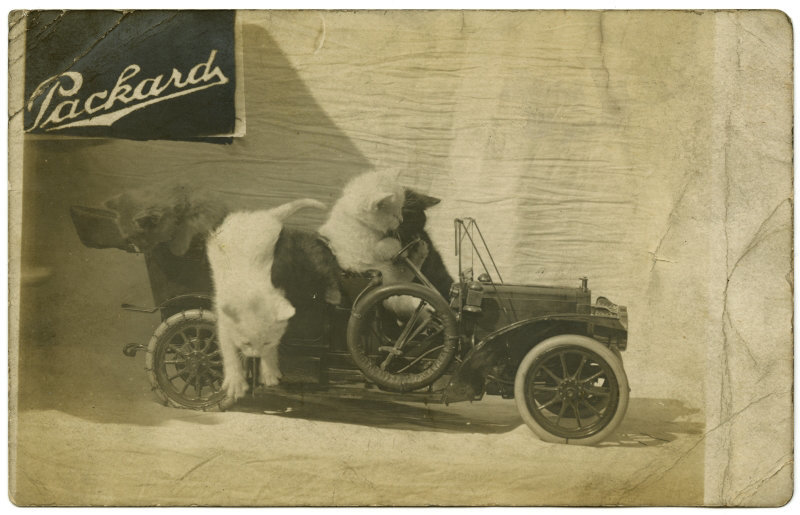Packard Car Cats (Full Version)