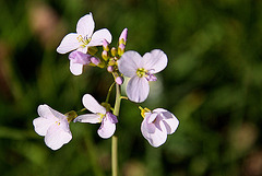 20100419 2301Aw [D~LIP] Wiesen-Schaumkraut (Cardamine pratensis), Bad Salzuflen