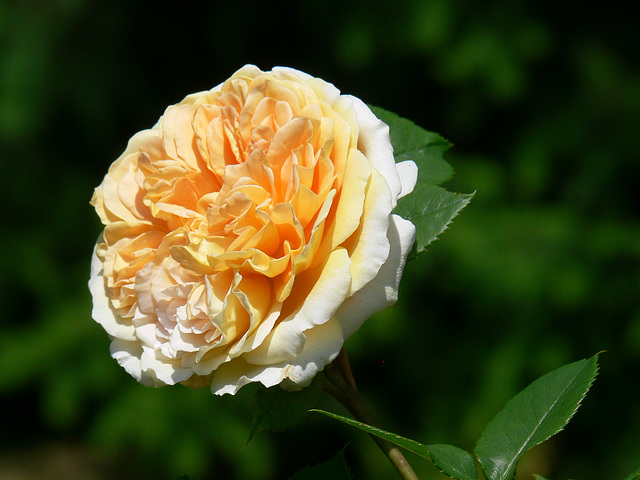 Strauchrose Crown Princess Margareta