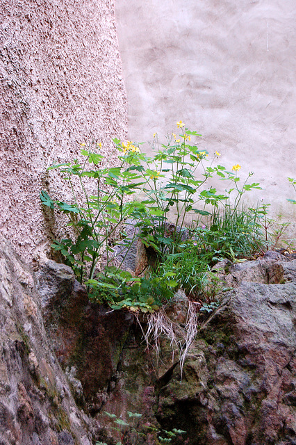 rokoj, plantoj kaj muroj