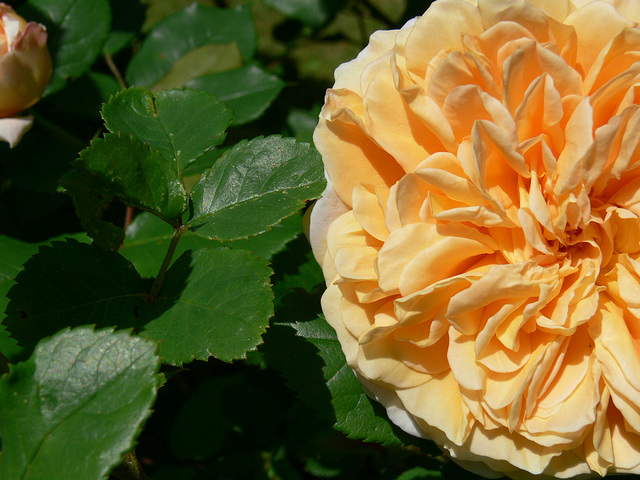 Strauchrose Crown Princess Margareta