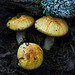 Fungi trio