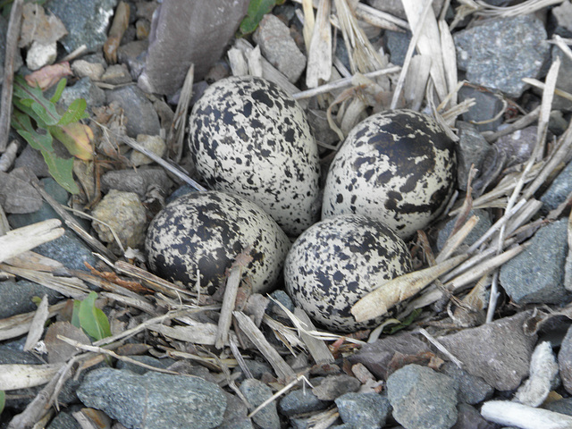 Les oeufs de la femelle ( pluvier kildir )