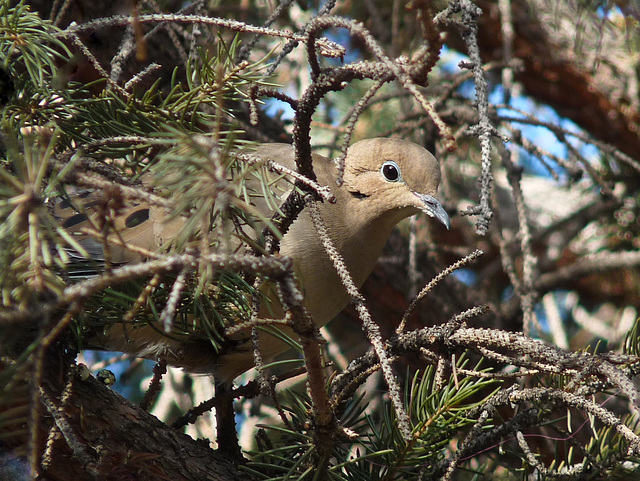 Mourning Dove