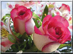 Beautiful Roses