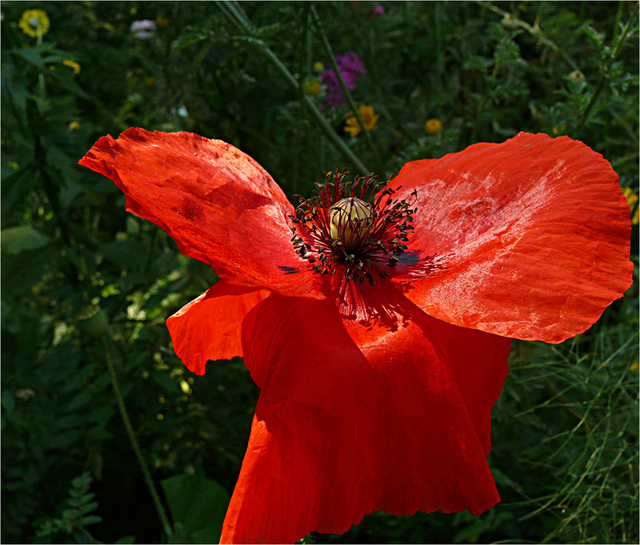 l'ange rouge