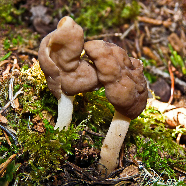 Common Elfin Saddle