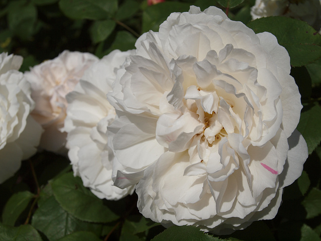 Strauchrose Winchester Cathedral