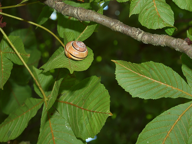 Baumschnecke - Schneckenbaum