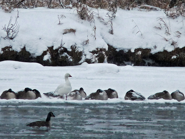 The elusive Snow Goose