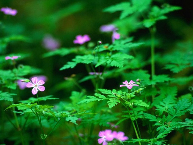 J'adore ces ptites fleurs...