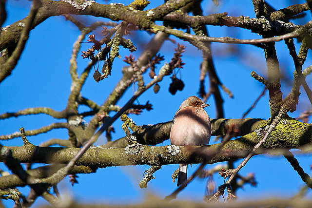 20121205 1810RTw [D-LIP] Buchfink (Fringilla coelebs) [w], Kalletal