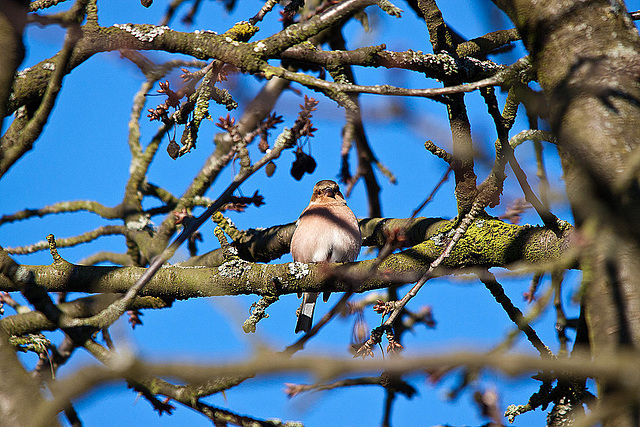 20121205 1806RTw [D-LIP] Buchfink (Fringilla coelebs) [w], Kalletal