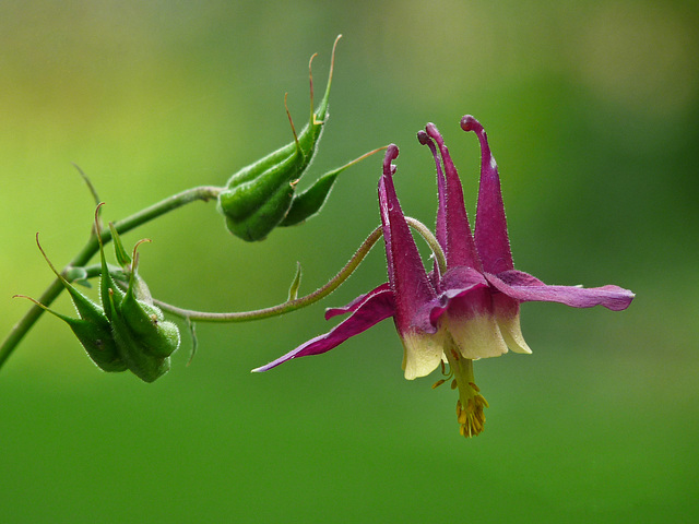 Purple Columbine