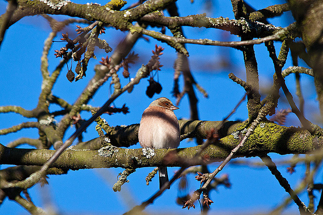 20121205 1801RTw [D-LIP] Buchfink (Fringilla coelebs) [w], Kalletal