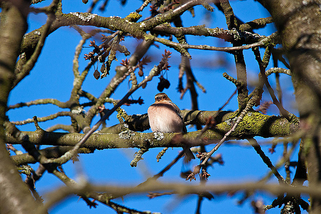 20121205 1799RTw [D-LIP] Buchfink (Fringilla coelebs) [w], Kalletal