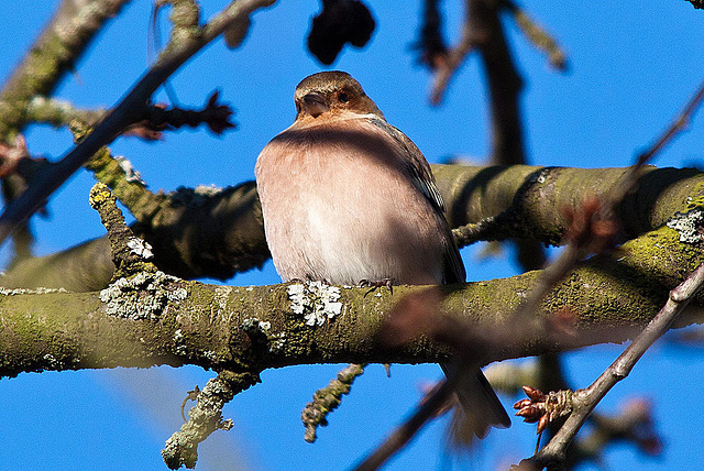 20121205 1800RTw [D-LIP] Buchfink (Fringilla coelebs) [w], Kalletal