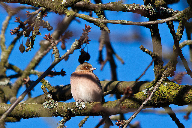 20121205 1797RTw [D-LIP] Buchfink (Fringilla coelebs) [w], Kalletal