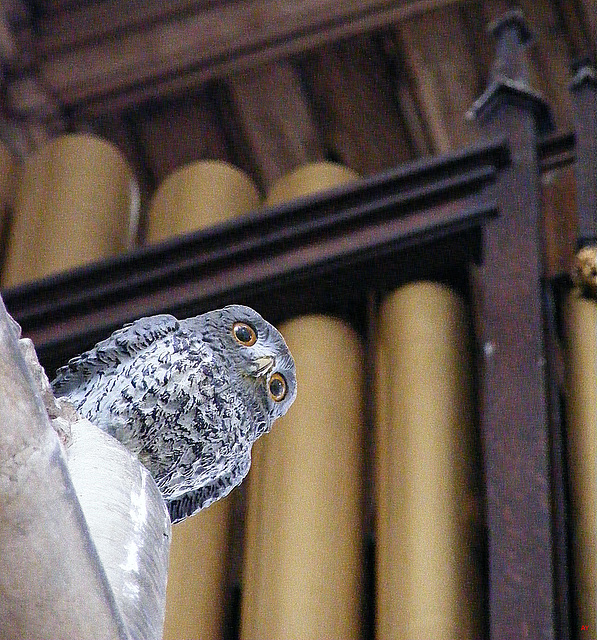 Owl and organ