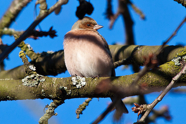 20121205 1796RTw [D-LIP] Buchfink (Fringilla coelebs) [w], Kalletal