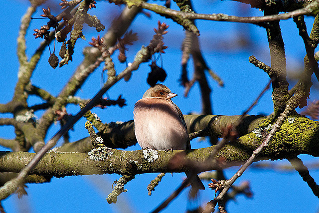 20121205 1795RTw [D-LIP] Buchfink (Fringilla coelebs) [w], Kalletal