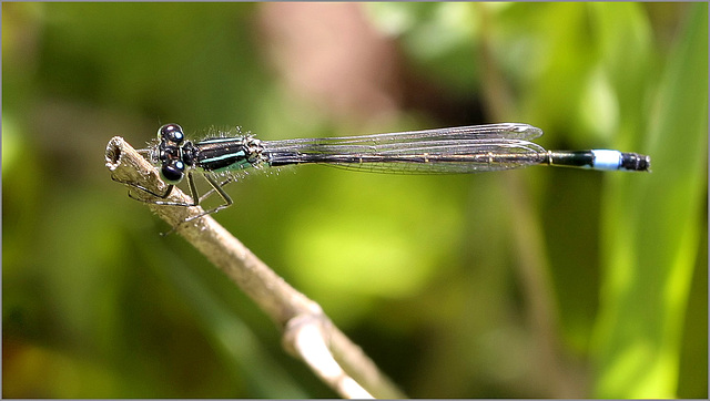 Agrion nain