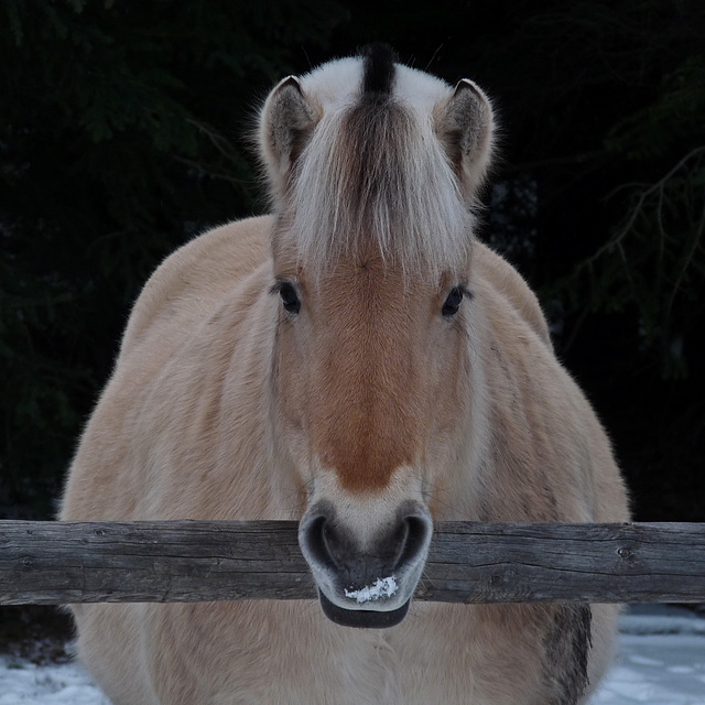 Norwegian Fjord horse