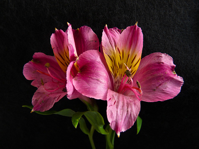 Peruvian Lilies