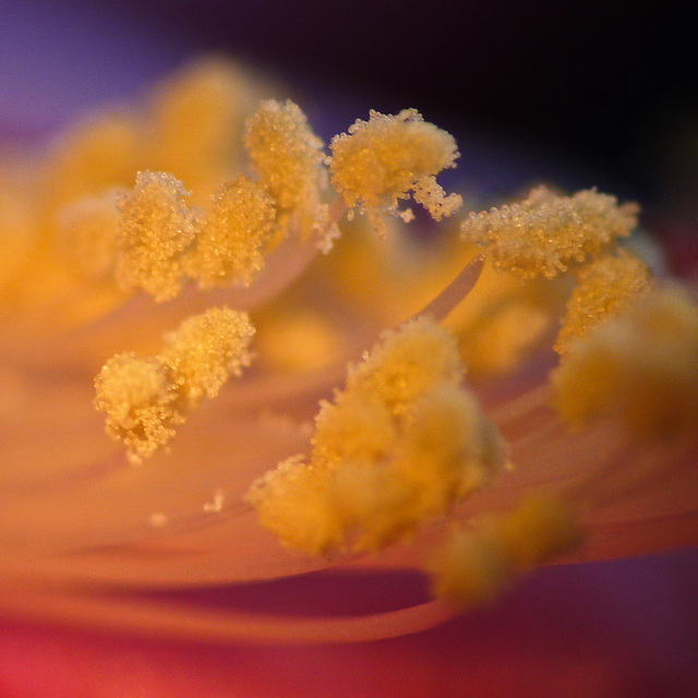 The innerworks of a Christmas Cactus