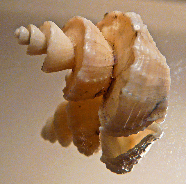 Very rare shell, perhaps