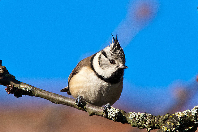 20121205 1782RTw [D-LIP] Haubenmeise (Parus cristatus), Kalletal-Lüdenhausen