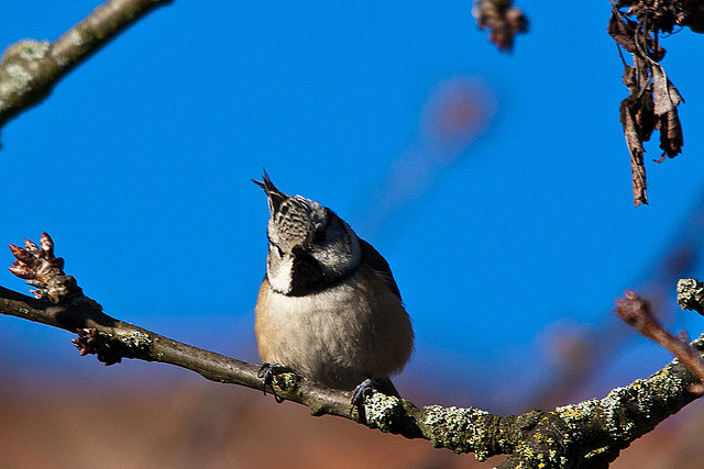 20121205 1781RTw [D-LIP] Haubenmeise (Parus cristatus), Kalletal-Lüdenhausen