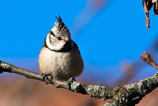 20121205 1780RTw [D-LIP] Haubenmeise (Parus cristatus), Kalletal-Lüdenhausen