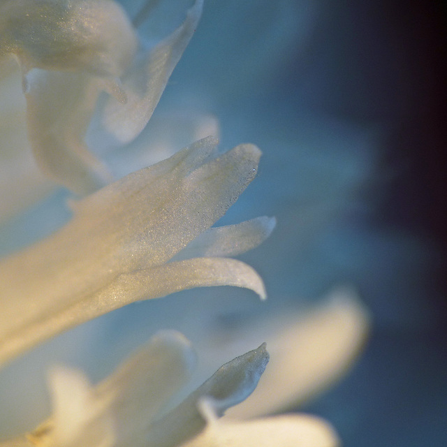 Tiny fringed tips