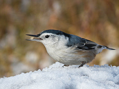 Yet another Nuthatch