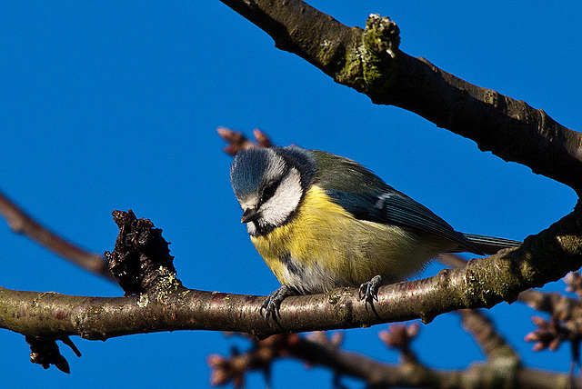 20121205 1774RTw [D-LIP] Blaumeise